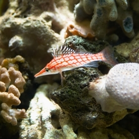 Saltwater Fish