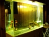 Goldfish Tank